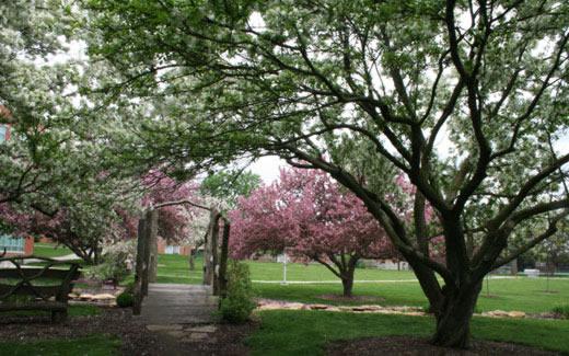 Three trails wind their way across campus giving students, 教师, staff and visitors eye-pleasing and peaceful views of colorful foliage.  The trails are: The Gaunt Trail, the Tower Trail and the Chatauqua Trail.