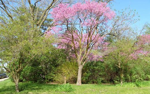 Trees along the various trails have markers indicating what species they are.